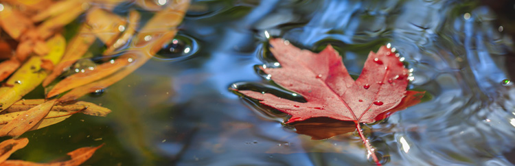 Leaves on a Stream